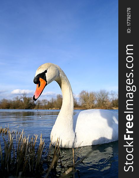Beautiful swan in the lake