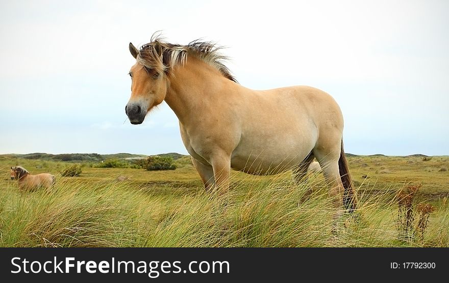 Horse on pasture in Netherlands