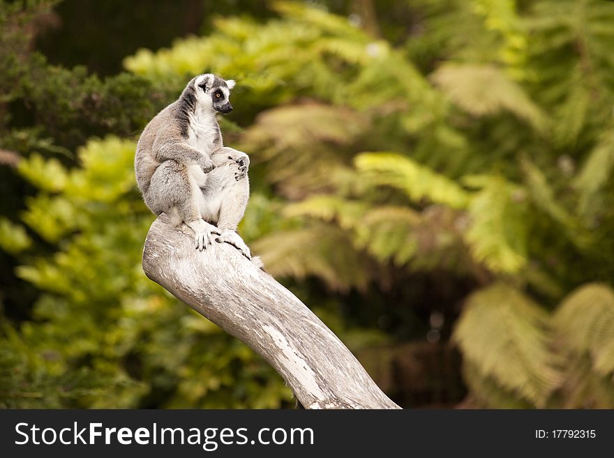 Lemur Perch