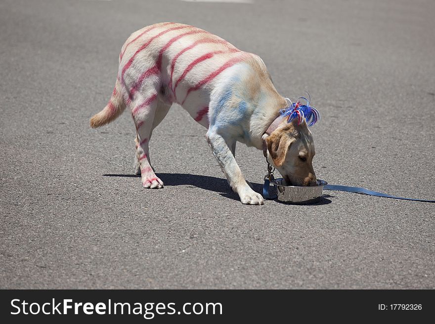 Patriotic Dog