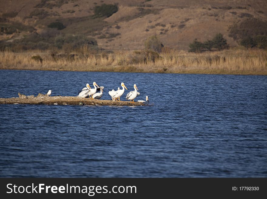 Pelican Island