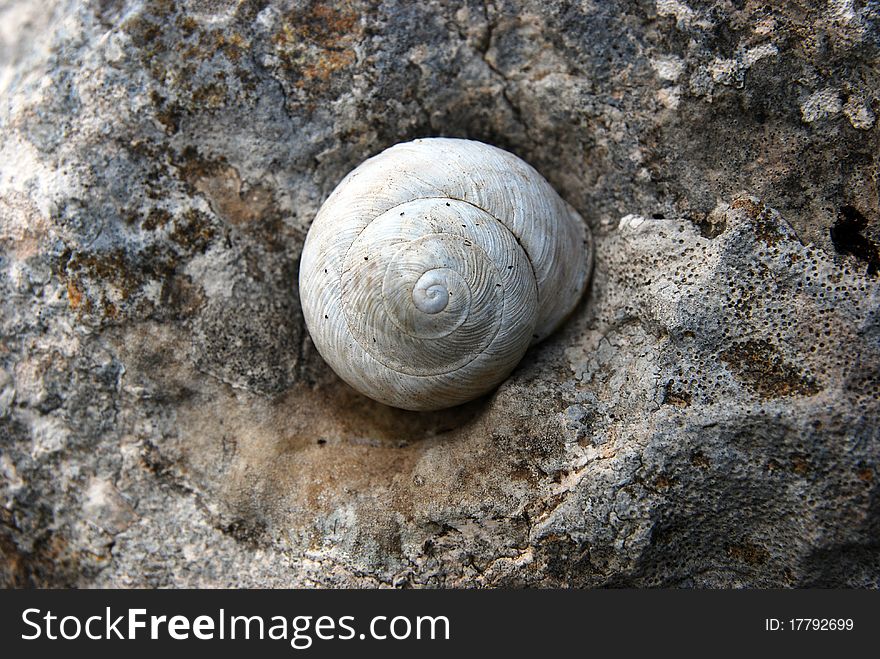 Carapace snails in the doorway of stone