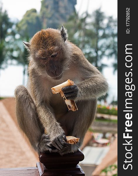 A wild monkey sat on the hotel balcony in Thailand. Its looking at and eating food. A wild monkey sat on the hotel balcony in Thailand. Its looking at and eating food.