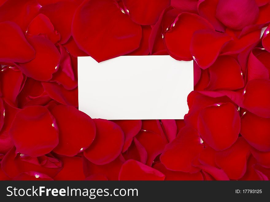 Red roses petals and white paper. Red roses petals and white paper