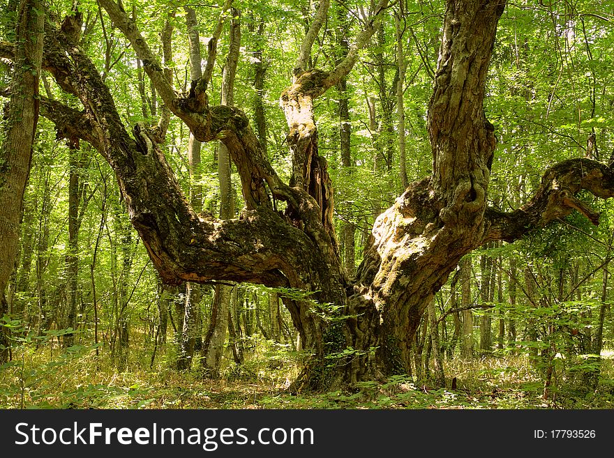 Big oak tree in Crimea forest. Big oak tree in Crimea forest