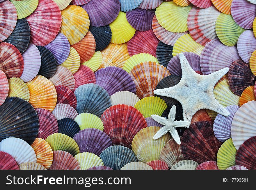 Shells were collected and photographed on the shore of the South China Sea, the natural color shell. Shells were collected and photographed on the shore of the South China Sea, the natural color shell