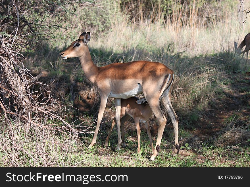 Springbok 2