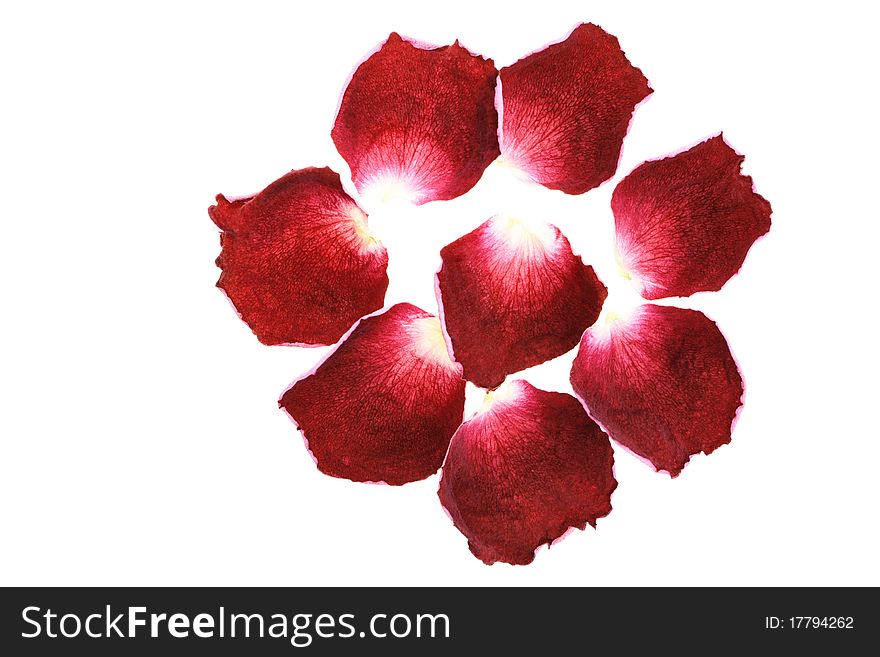 Rose petals isolated on white