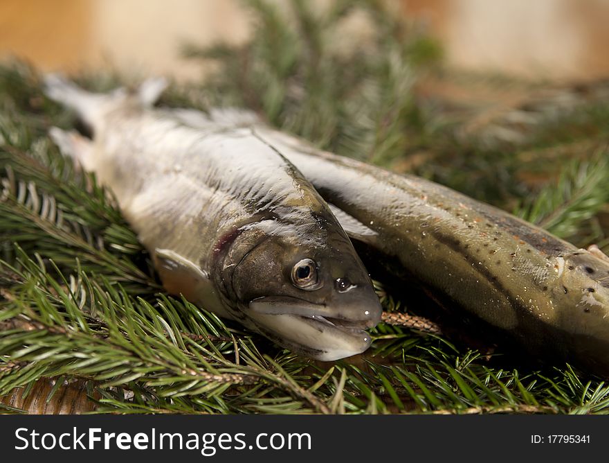 Fresh rainbow trout on a bed of branches of spruce. Fresh rainbow trout on a bed of branches of spruce