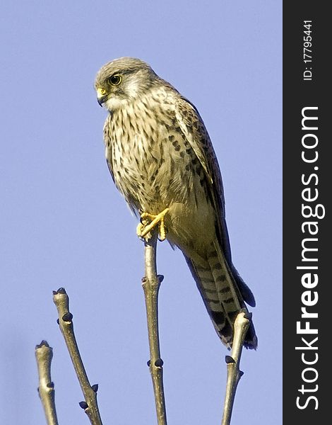 A beautiful Kestrel perched intently on a branch, perusing the countryside.