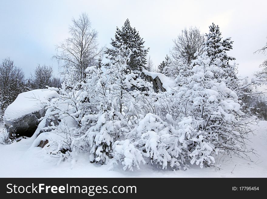 Trees in snow in the winter forest