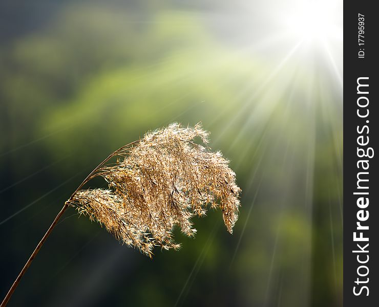 Meadow grass illuminated by sunlight. Meadow grass illuminated by sunlight