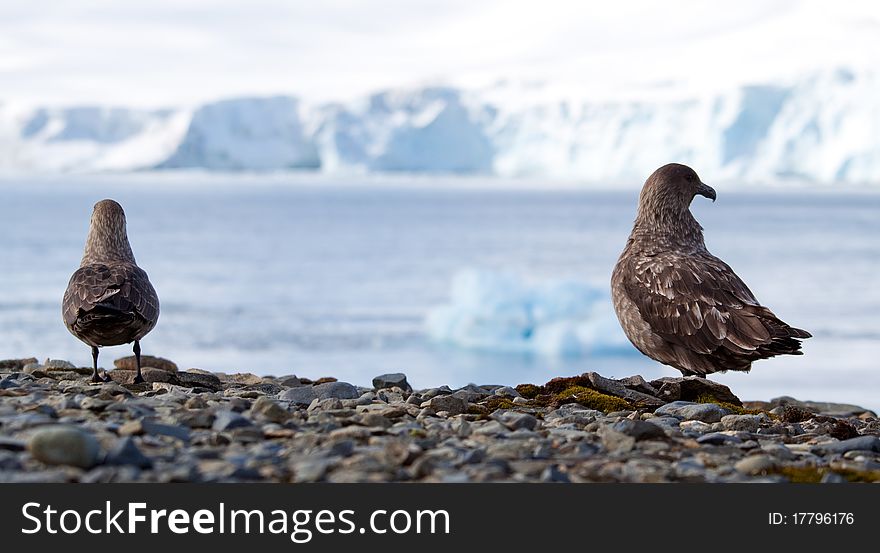 Two skuas look out at the view in Antarctica. Two skuas look out at the view in Antarctica