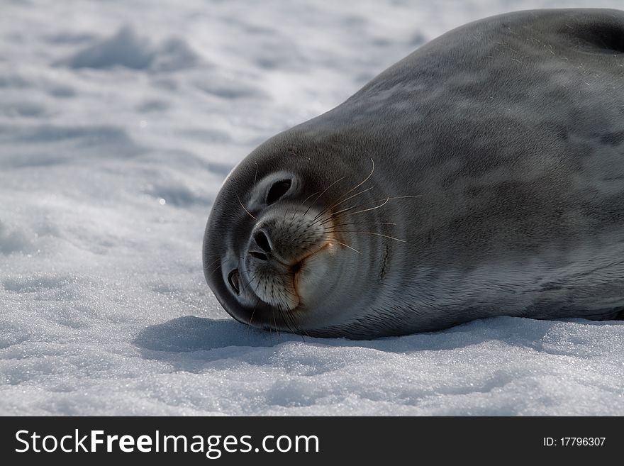 A weddell's seal on the ice in Antarctica