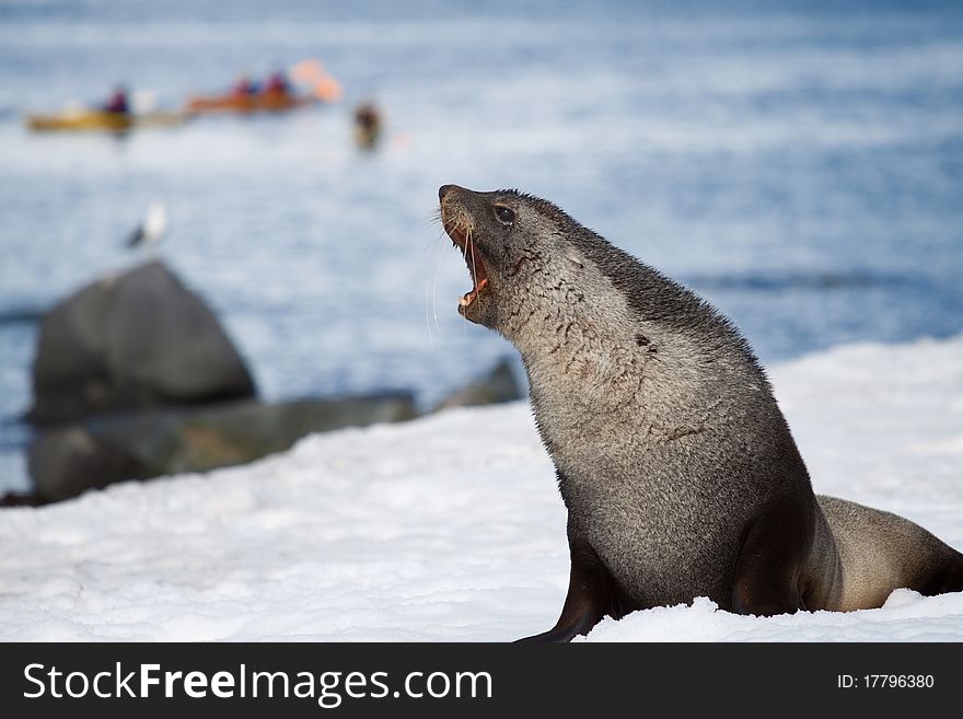 A fur seal growling in Antarctica