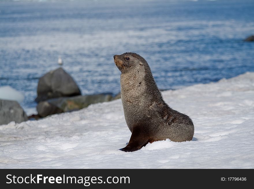 A fur seal posing in Antarctica. A fur seal posing in Antarctica