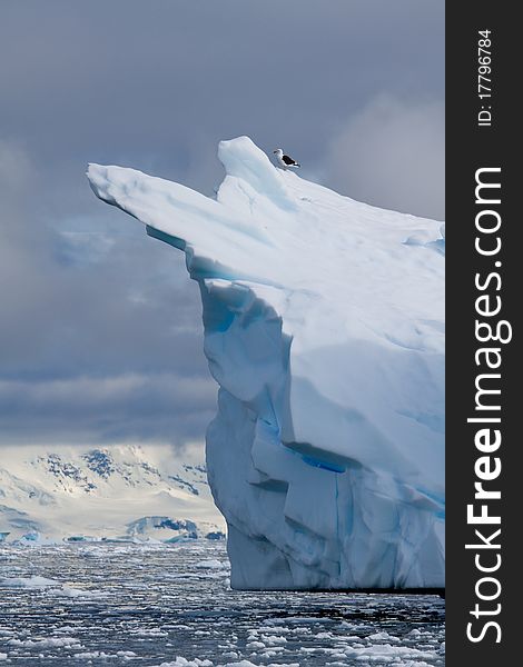 A bird standing alone on an iceberg in antarctica. A bird standing alone on an iceberg in antarctica