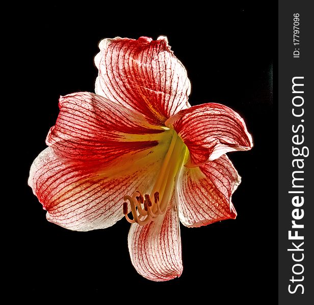 Red and white amaryllis on black background. Red and white amaryllis on black background