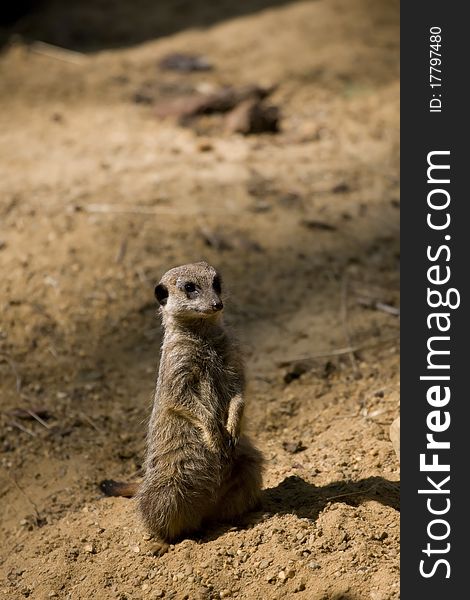 Small suricate standing and looking