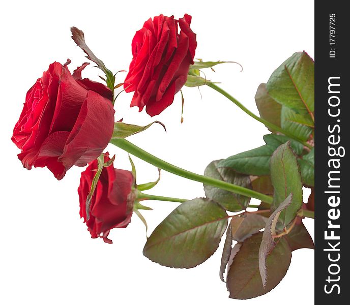 Red roses on a white background