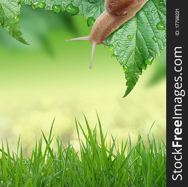 Beautiful spring background with leaves and snail