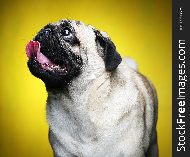 Cute Male Pug on yellow background