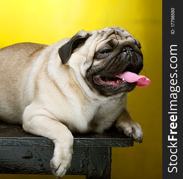 Cute Male Pug on yellow background