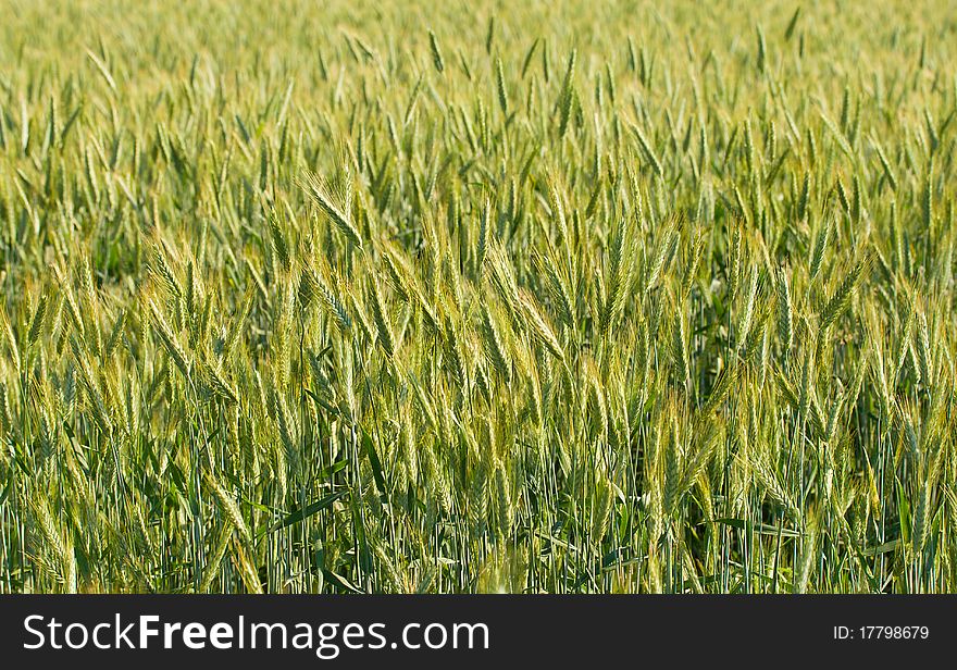 Field of rye, selective focus