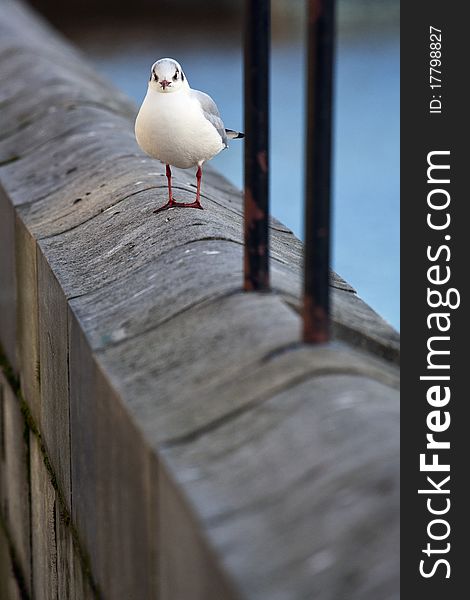 A seagull is relaxing on a wall by the river. A seagull is relaxing on a wall by the river