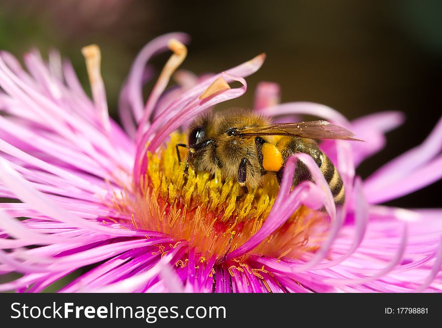 Close-up bee collecting nectar on pink flower. Close-up bee collecting nectar on pink flower