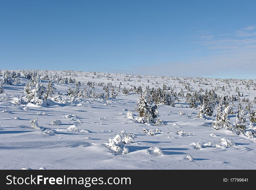 Snow surface with little trees