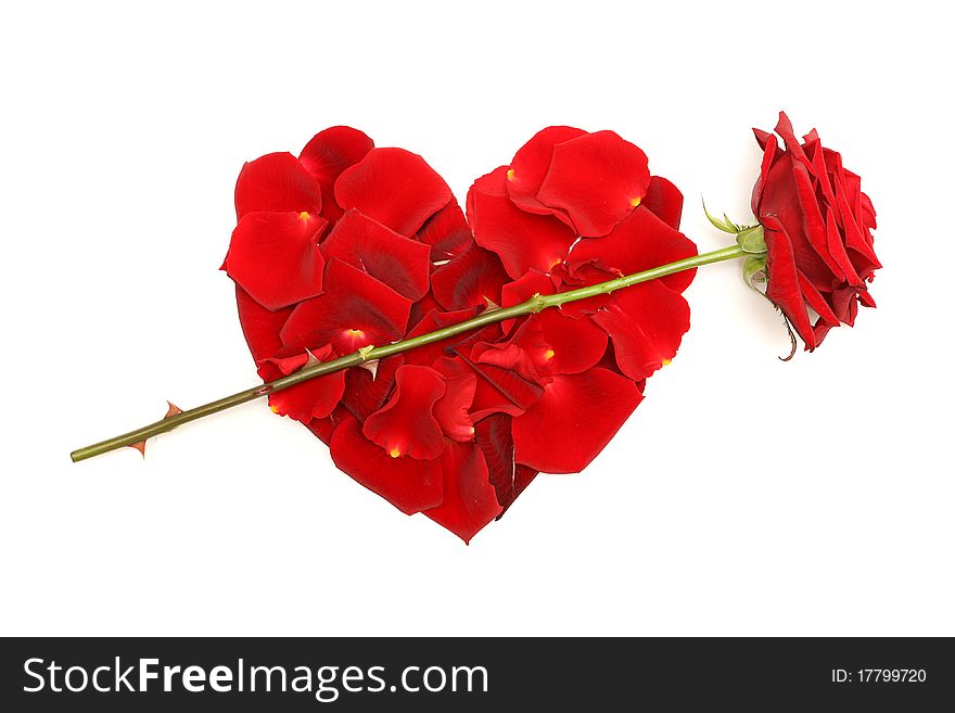 Red rose and petals