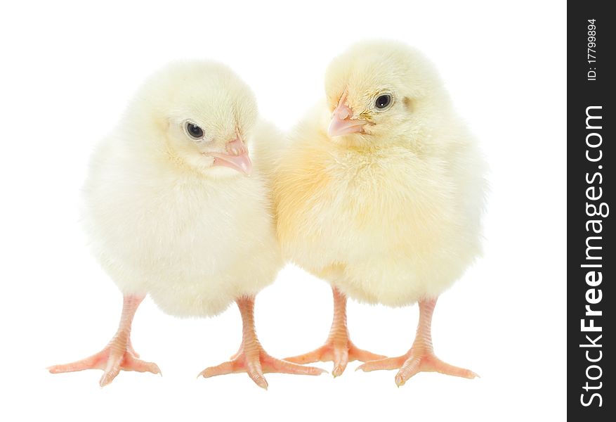 Two small yellow chicks, isolated on white. Two small yellow chicks, isolated on white
