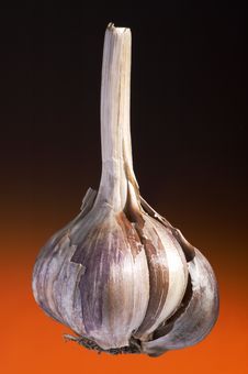 Ripe Garlic Royalty Free Stock Image Ripe Garlic Royalty Free Stock Image
