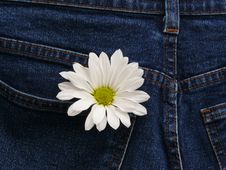 Flower In Pocket Royalty Free Stock Images Flower In Pocket Royalty Free Stock Images