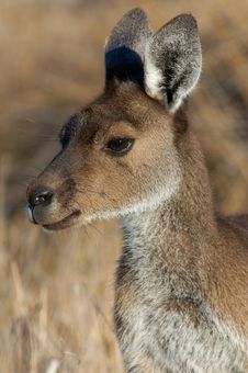 Australian Kangaroo Stock Photography