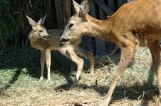 Mother Deer And Her Baby Stock Image