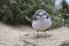 Plover Royalty Free Stock Image Plover Royalty Free Stock Image
