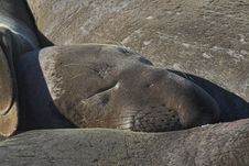 Elephant Seal Royalty Free Stock Photo