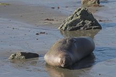 Elephant Seal Royalty Free Stock Photos