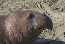 Elephant Seal Stock Images