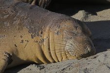 Elephant Seal Royalty Free Stock Images
