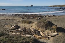 Elephant Seal Rookery Royalty Free Stock Photography