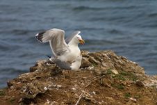 Copulation Of Seagulls Royalty Free Stock Photos