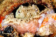 Caribbean Octopus In Pot. Bonaire Stock Photos