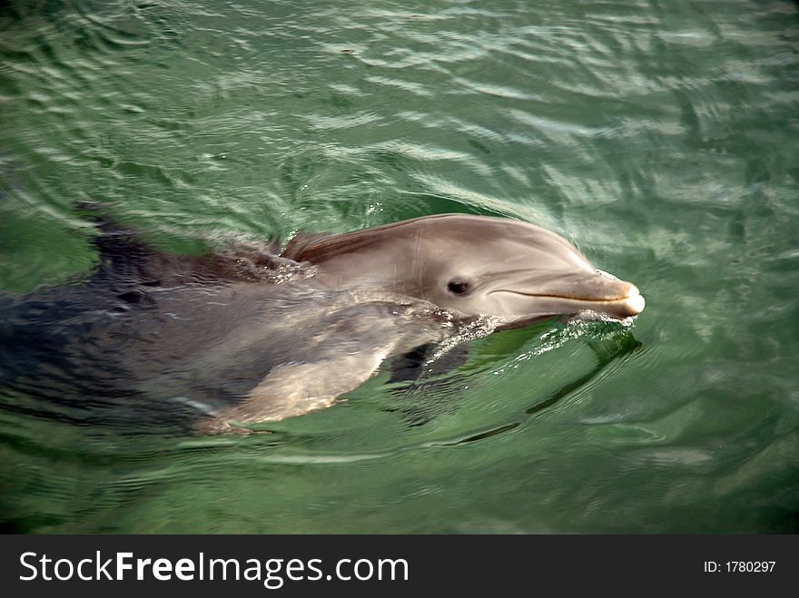 Dolphin swimming in Puerto Aventuras, Mexico. Dolphin swimming in Puerto Aventuras, Mexico