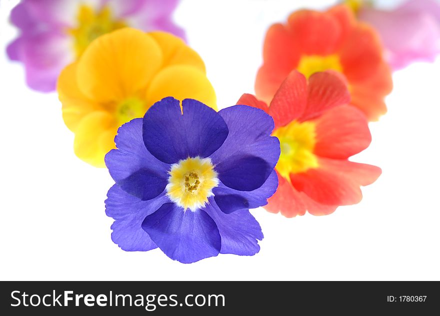Color primula flower on light box