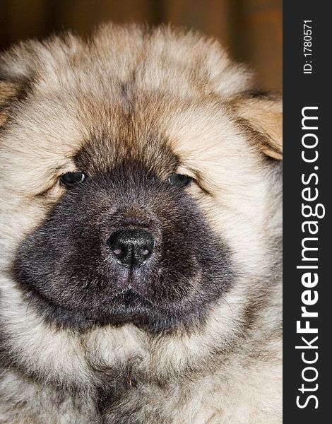 Thoroughbred puppy of a chow breed