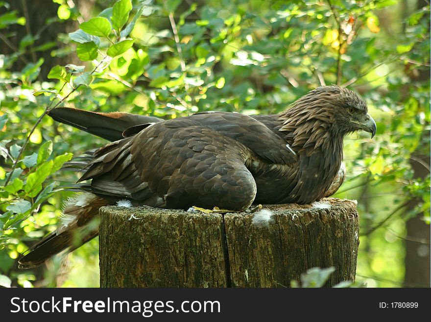 Eagle, hiding between the trees. Eagle, hiding between the trees.