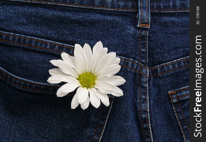 Daisy in denim jeans pocket. Daisy in denim jeans pocket